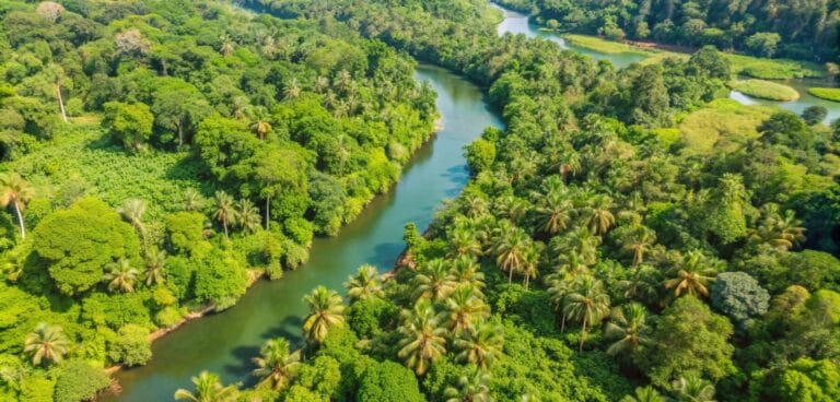 Aerial view of a tropical river and lush forest