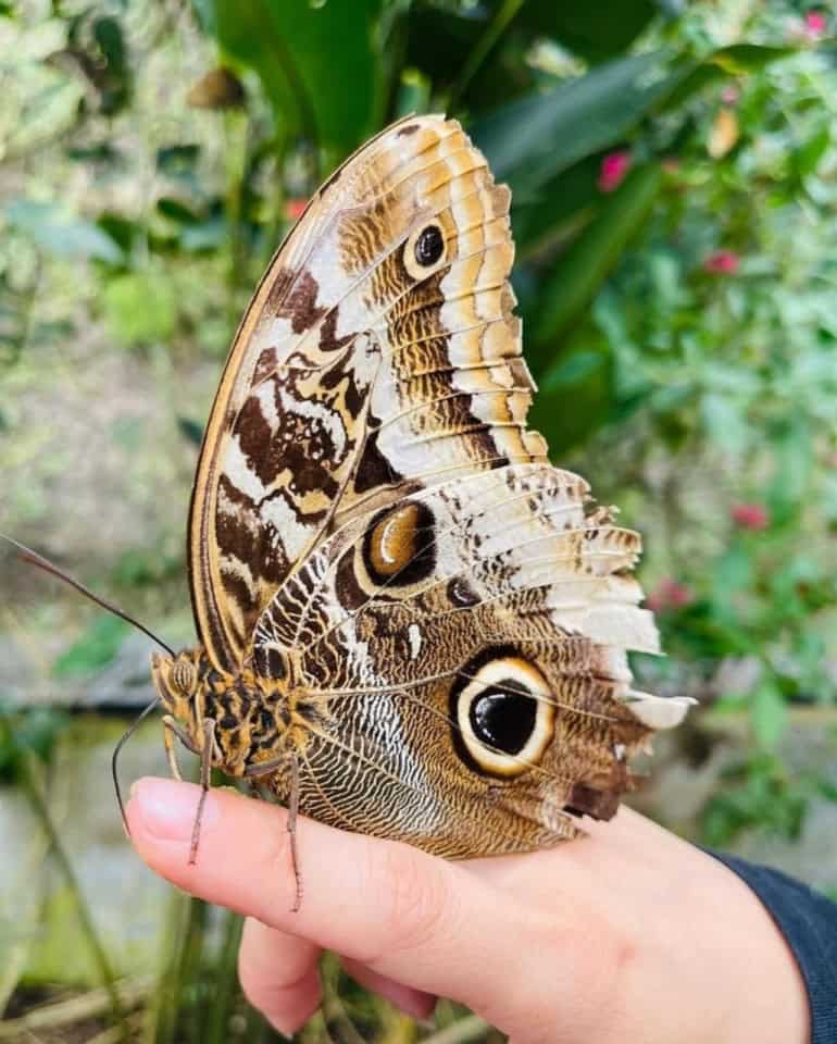 Large brown butterfly resting on a human hand