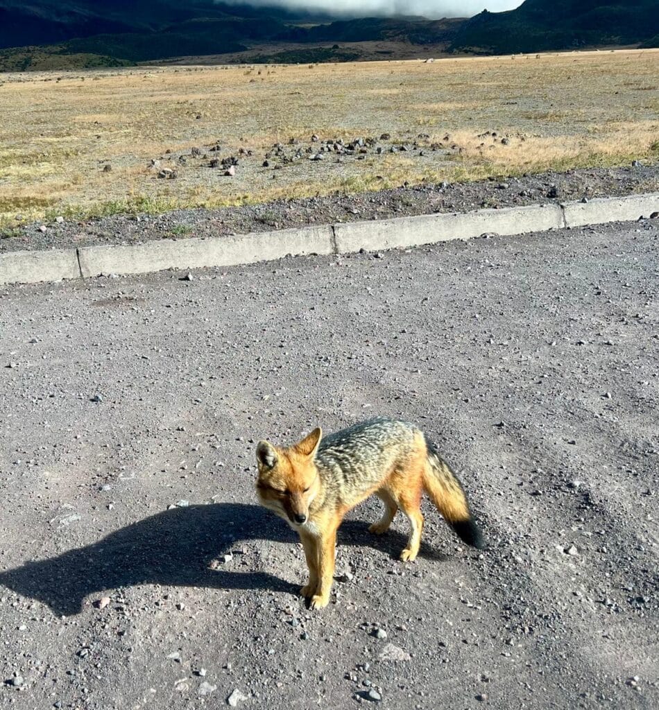 Fox standing on gravel in open landscape